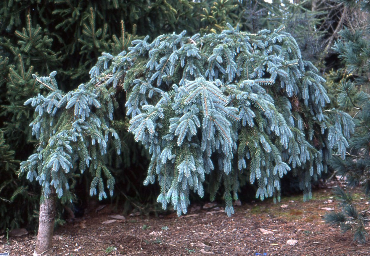 Кедр атласский Глаука Пендула