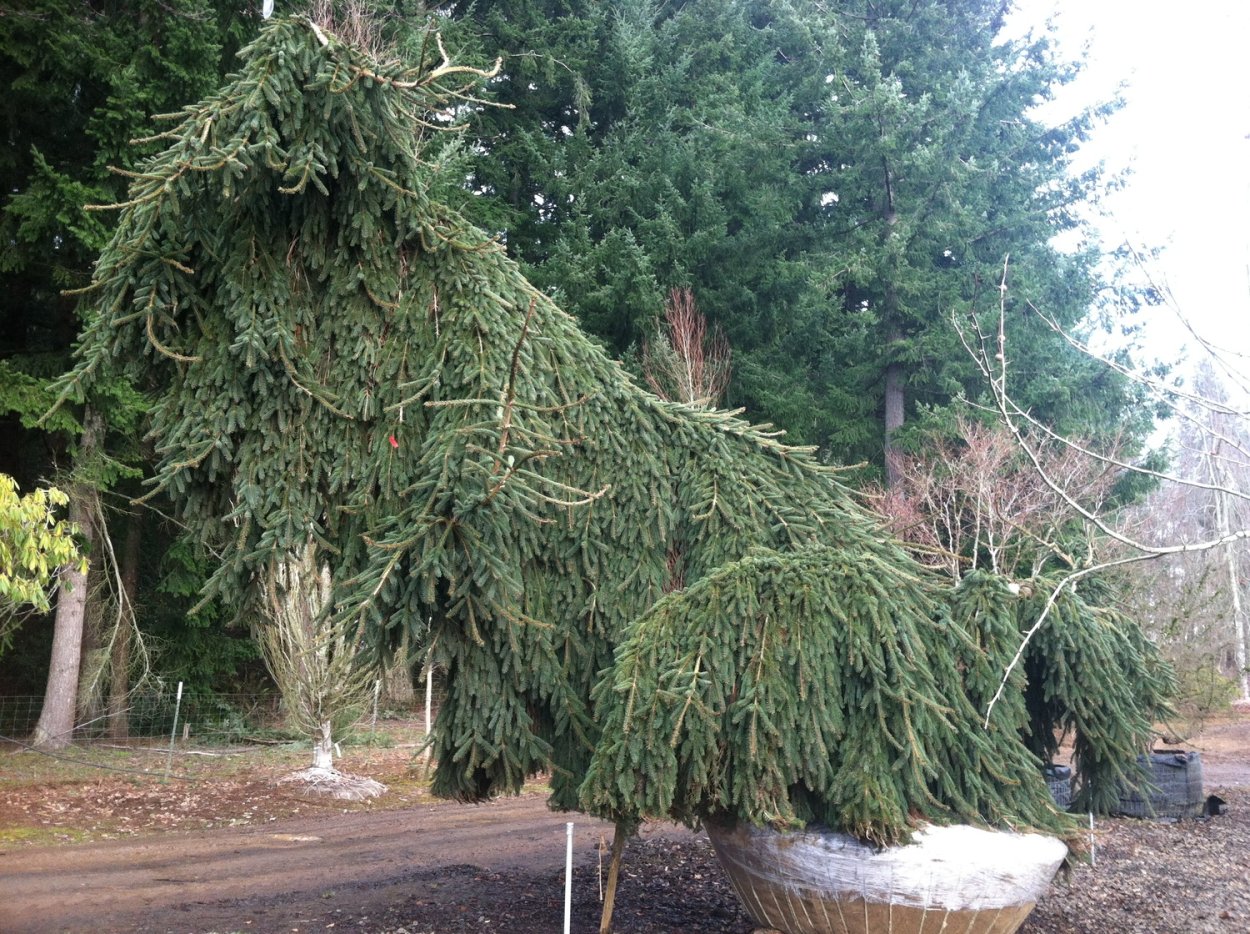 Ель Энгельмана Буш Лейс