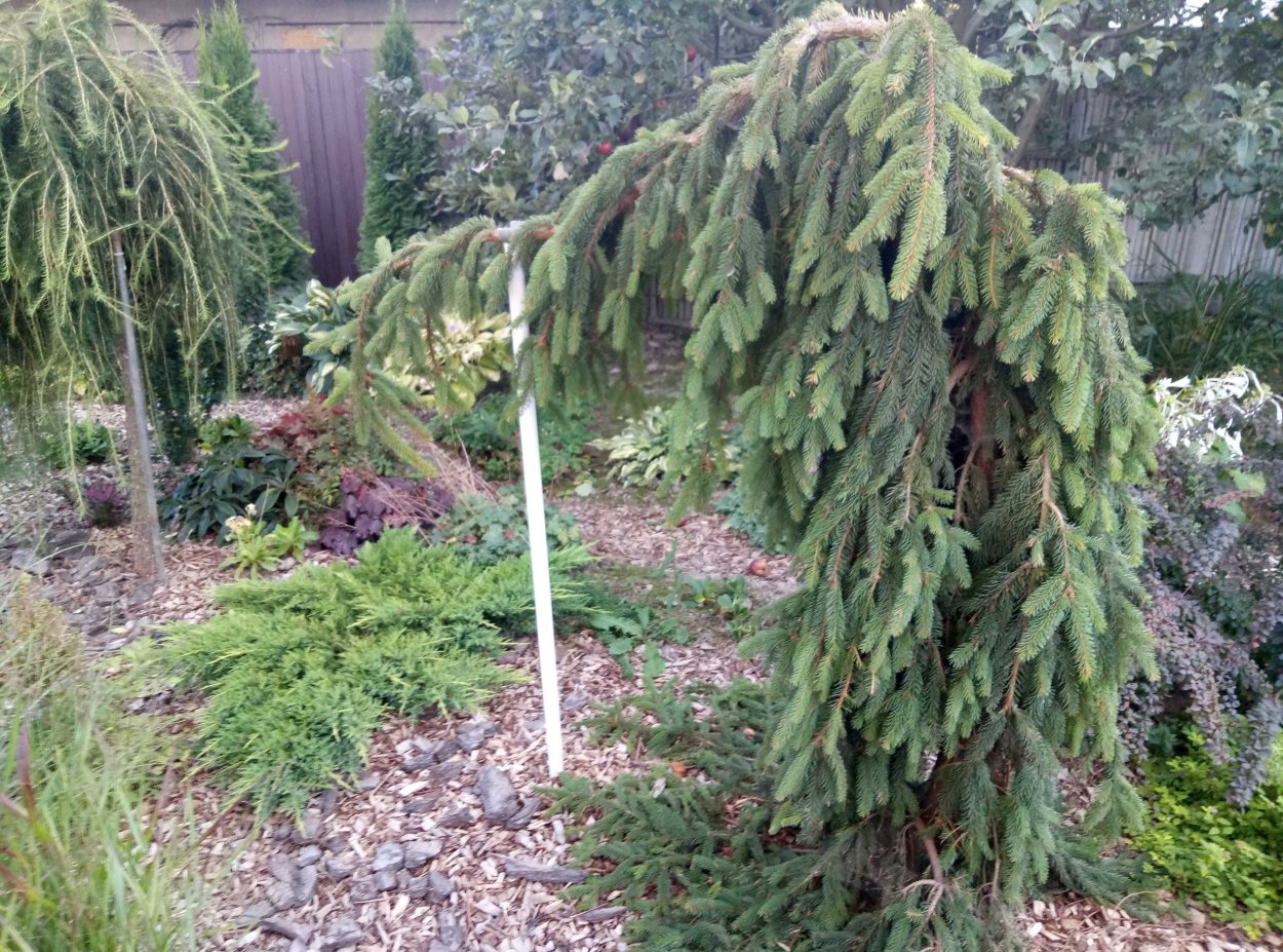 Ель Энгельмана Lace