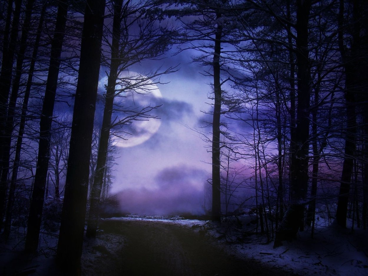 «Ночь в лесу»