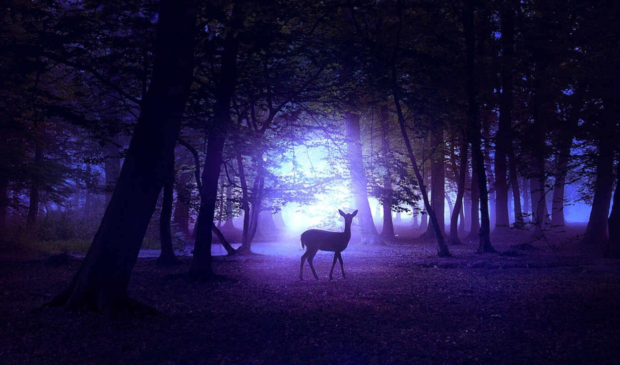 Олень ночью в лесу