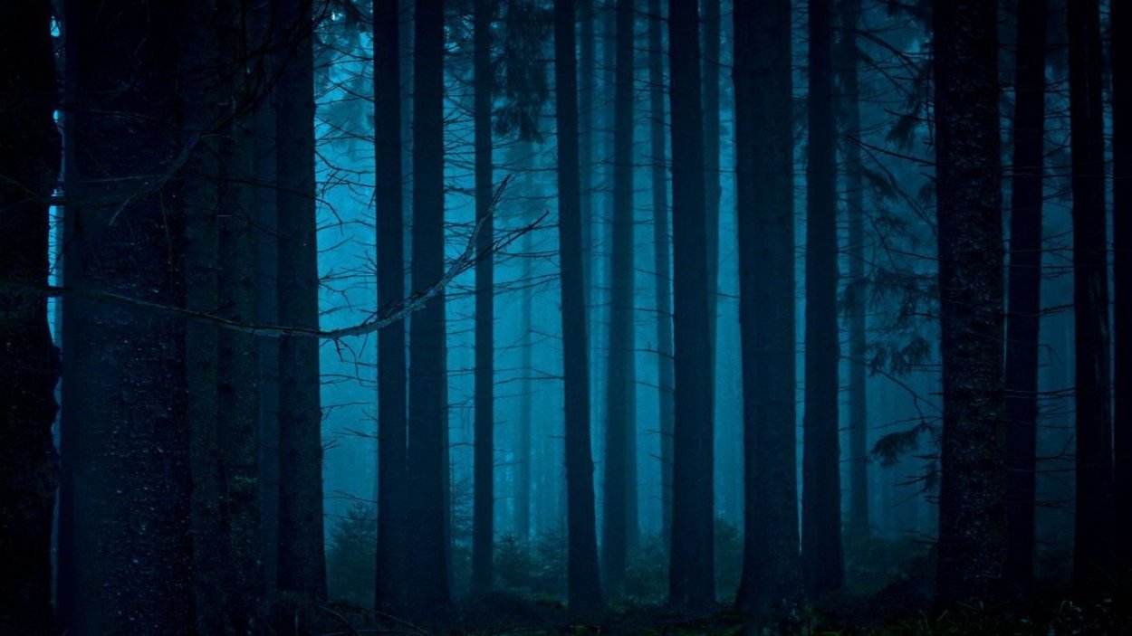 Ночной лес светлячки