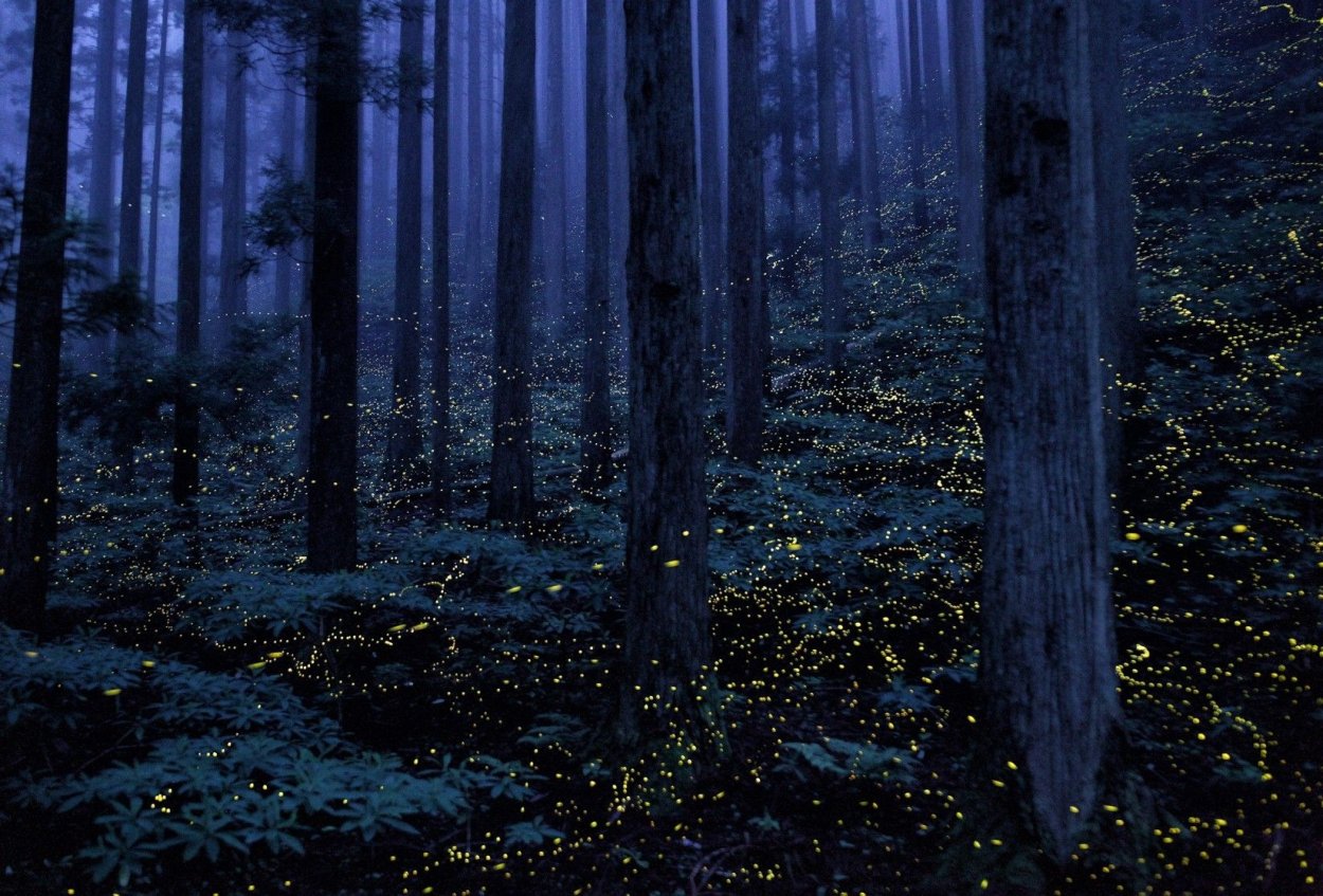 Темный лес