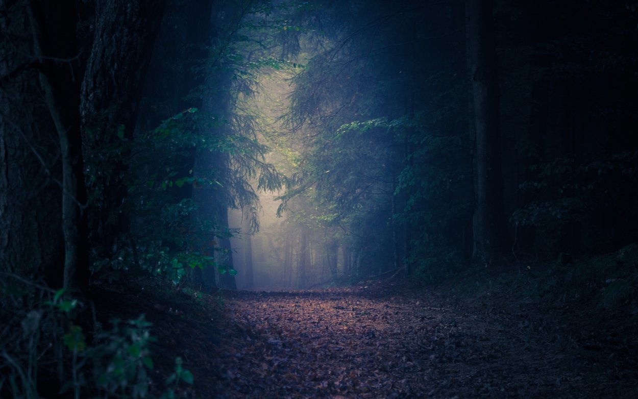 Темный лес