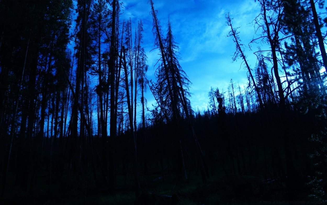 Темный ночной лес