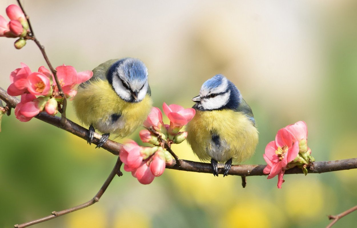 Орнитотерапия: лечебное пение птиц