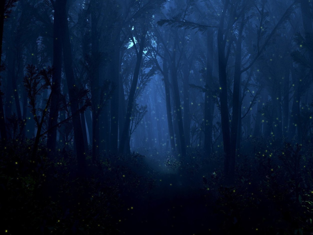 Мрачный еловый лес