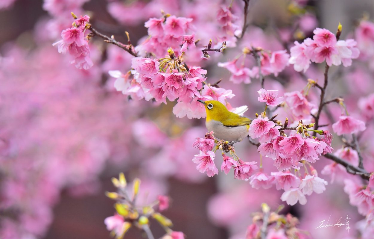 Весенние птицы