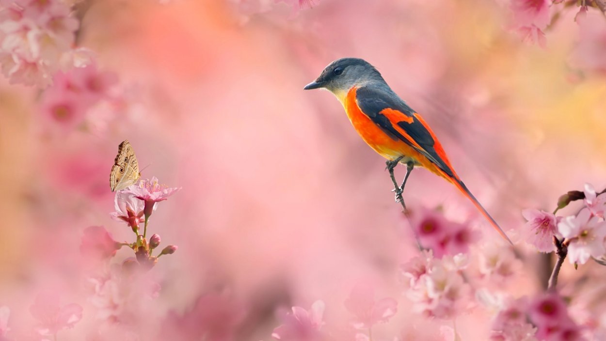 Фон Весна птицы