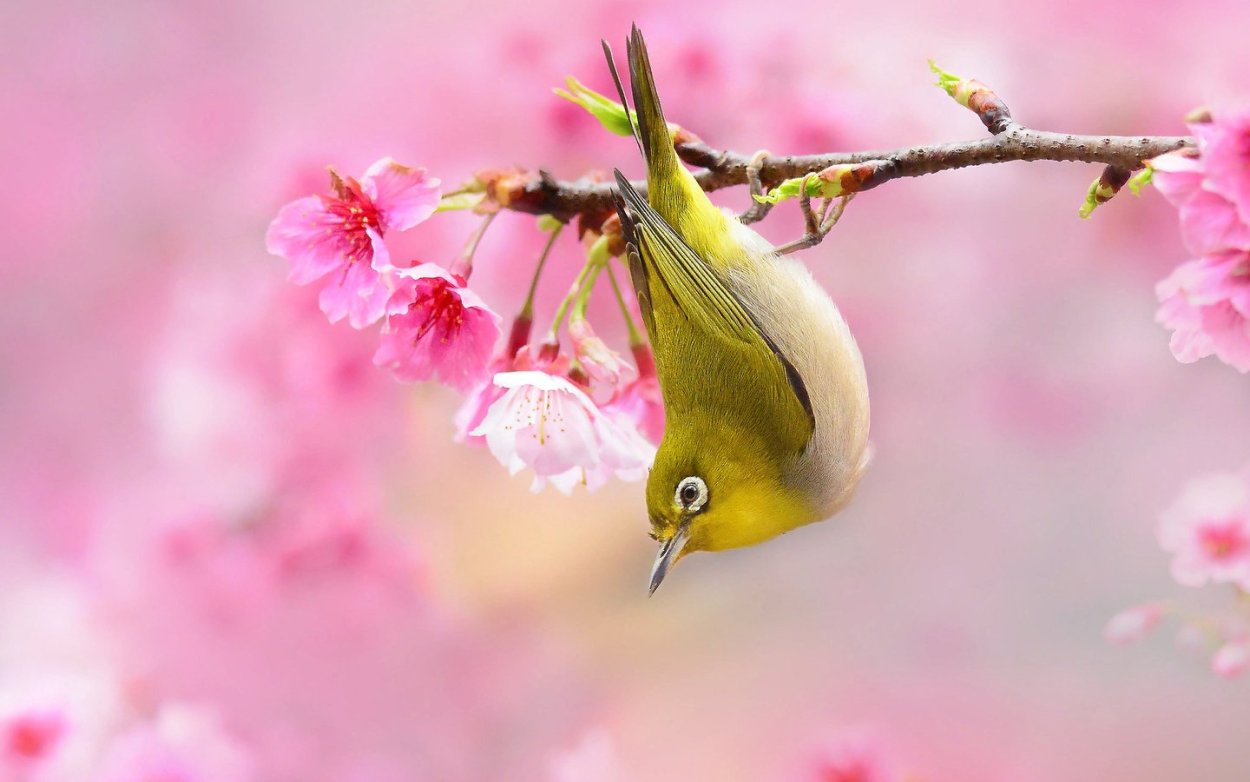 Красивые птицы на цветах