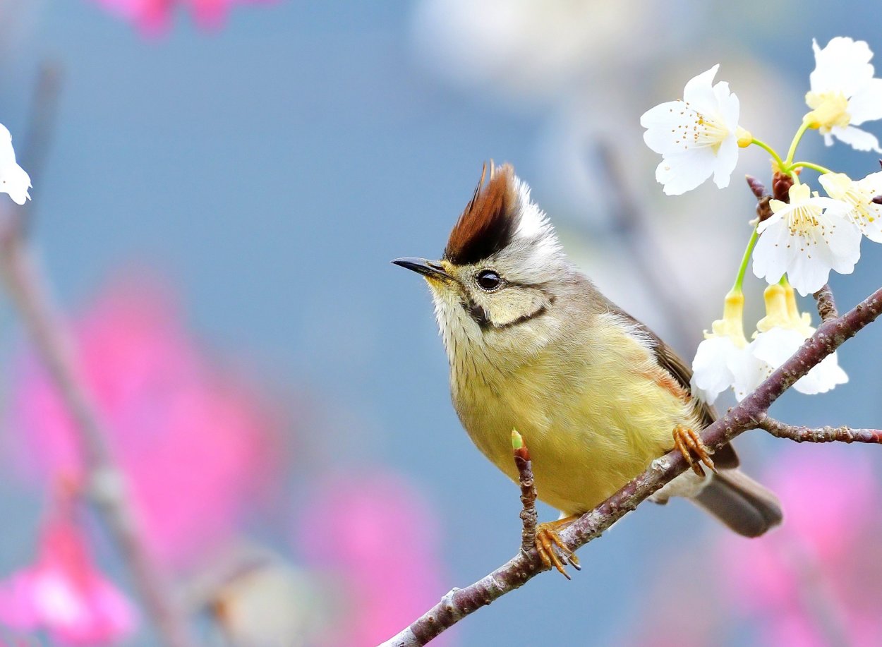 Белоглазка птица японская
