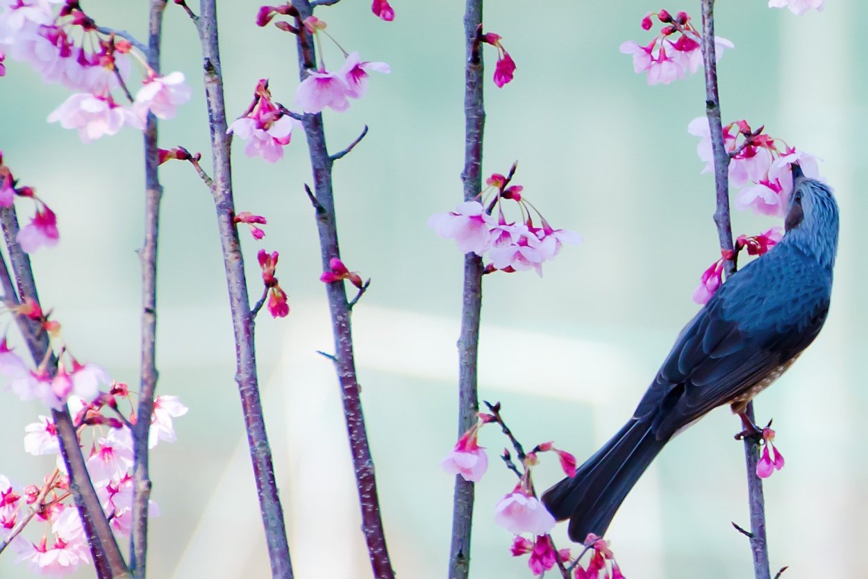 Птичка в цветах