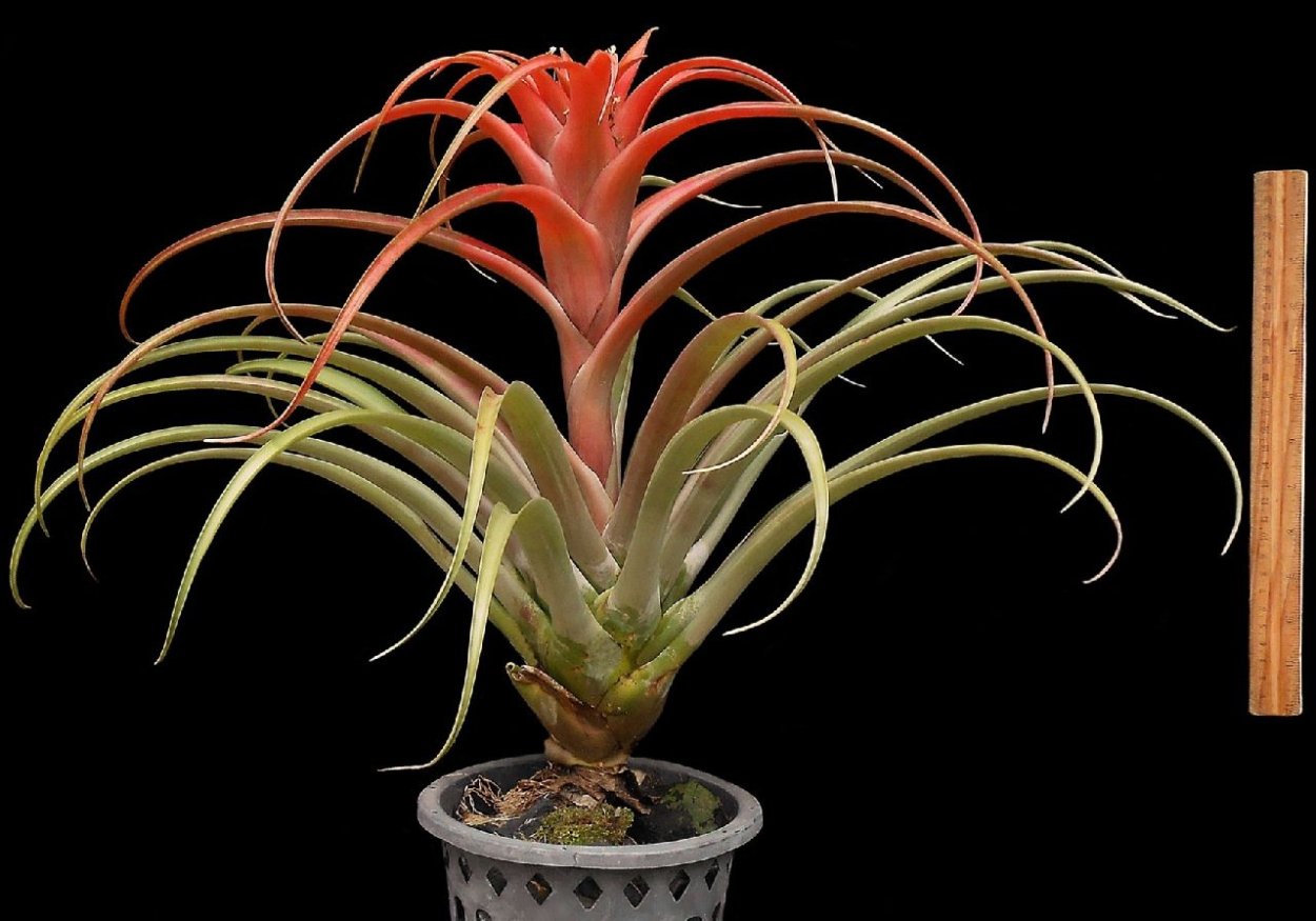 Тилландсия шиидиана