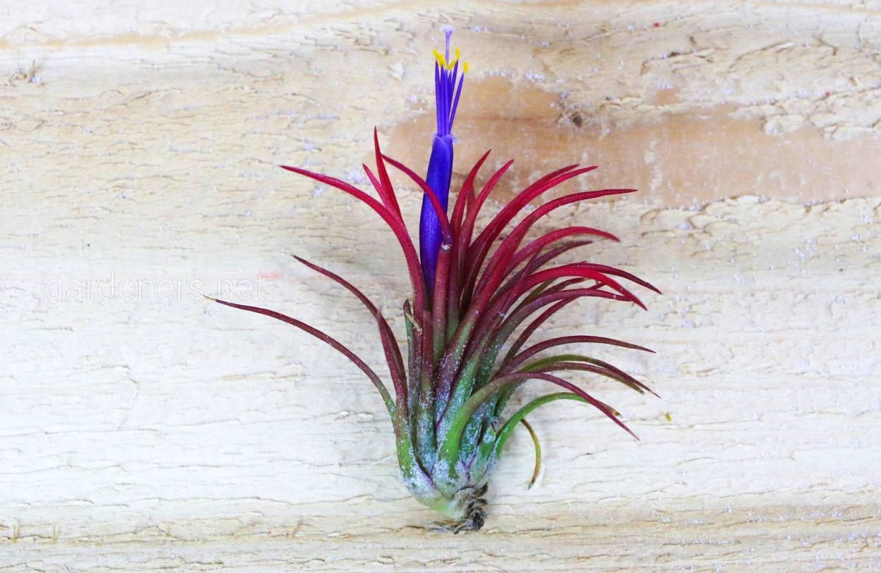 Тилландсия Джози