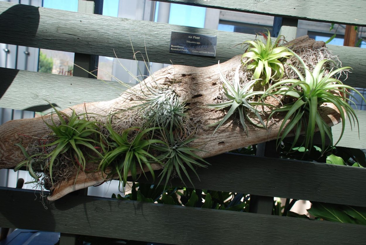 Тилландсия на стене