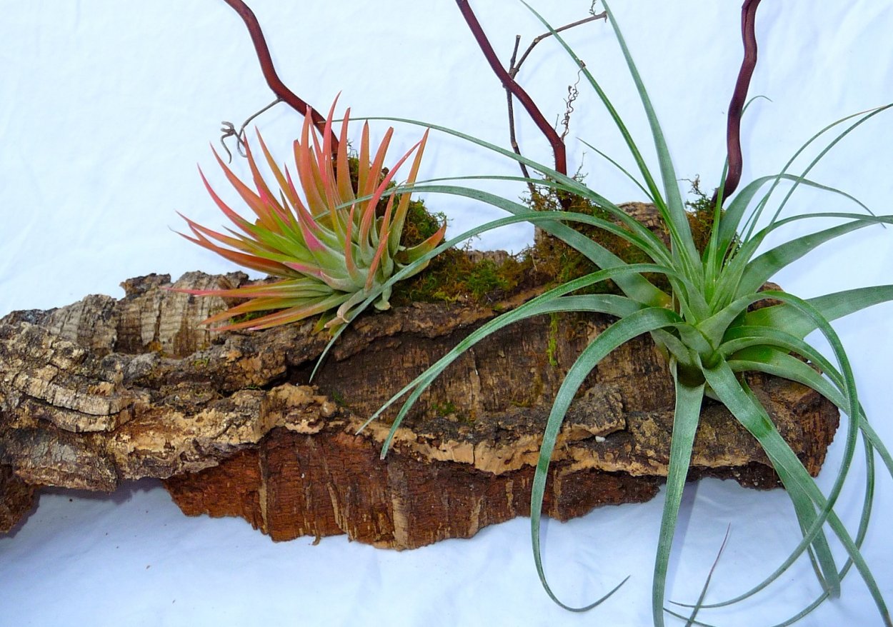 Панно и тилландсии