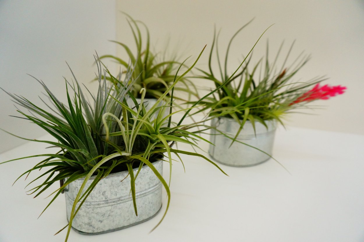 Тилландсия kammii