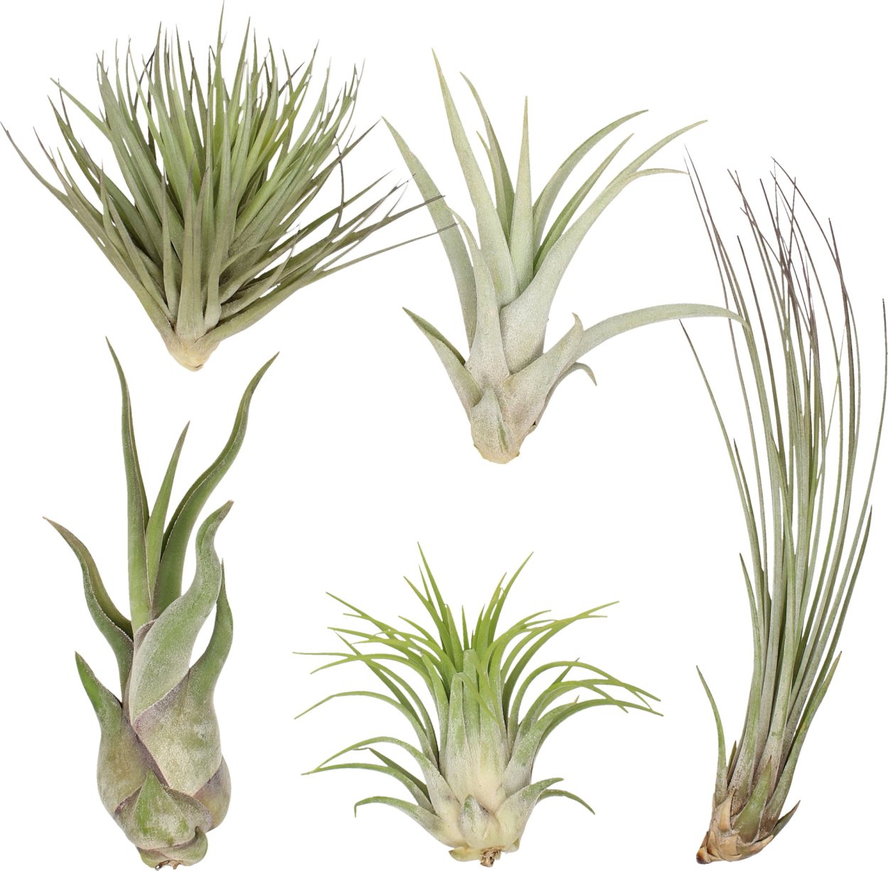 Тилландсия Саманта