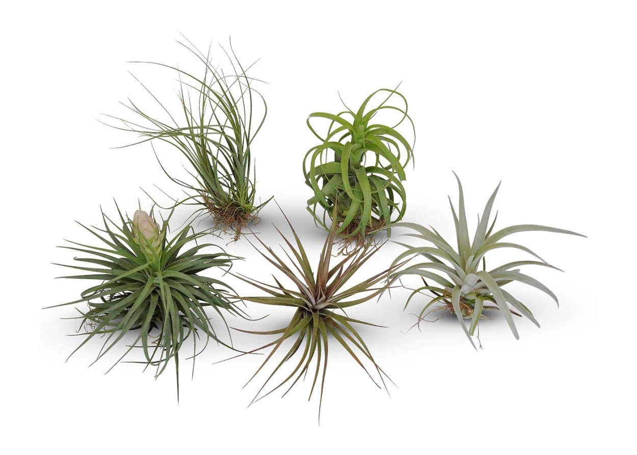Tillandsia rectifolia