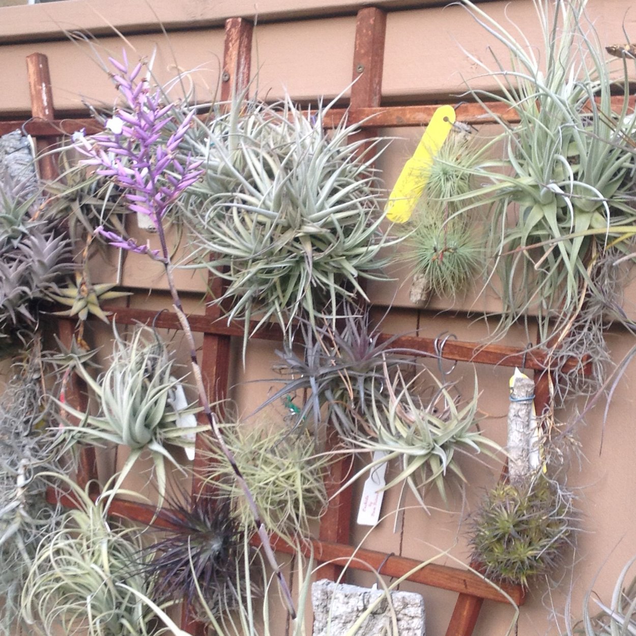 Тилландсия атмосферная в кашпо