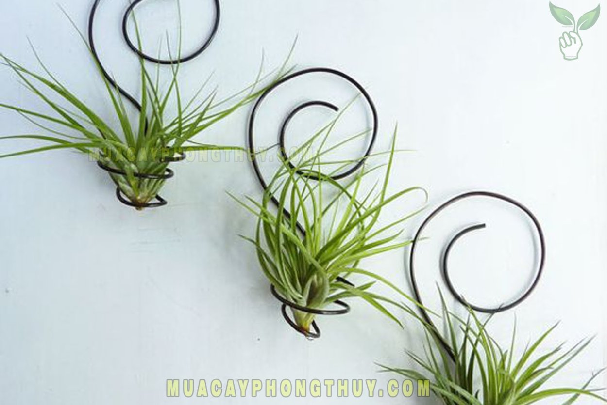 Орхидея Тилландсия