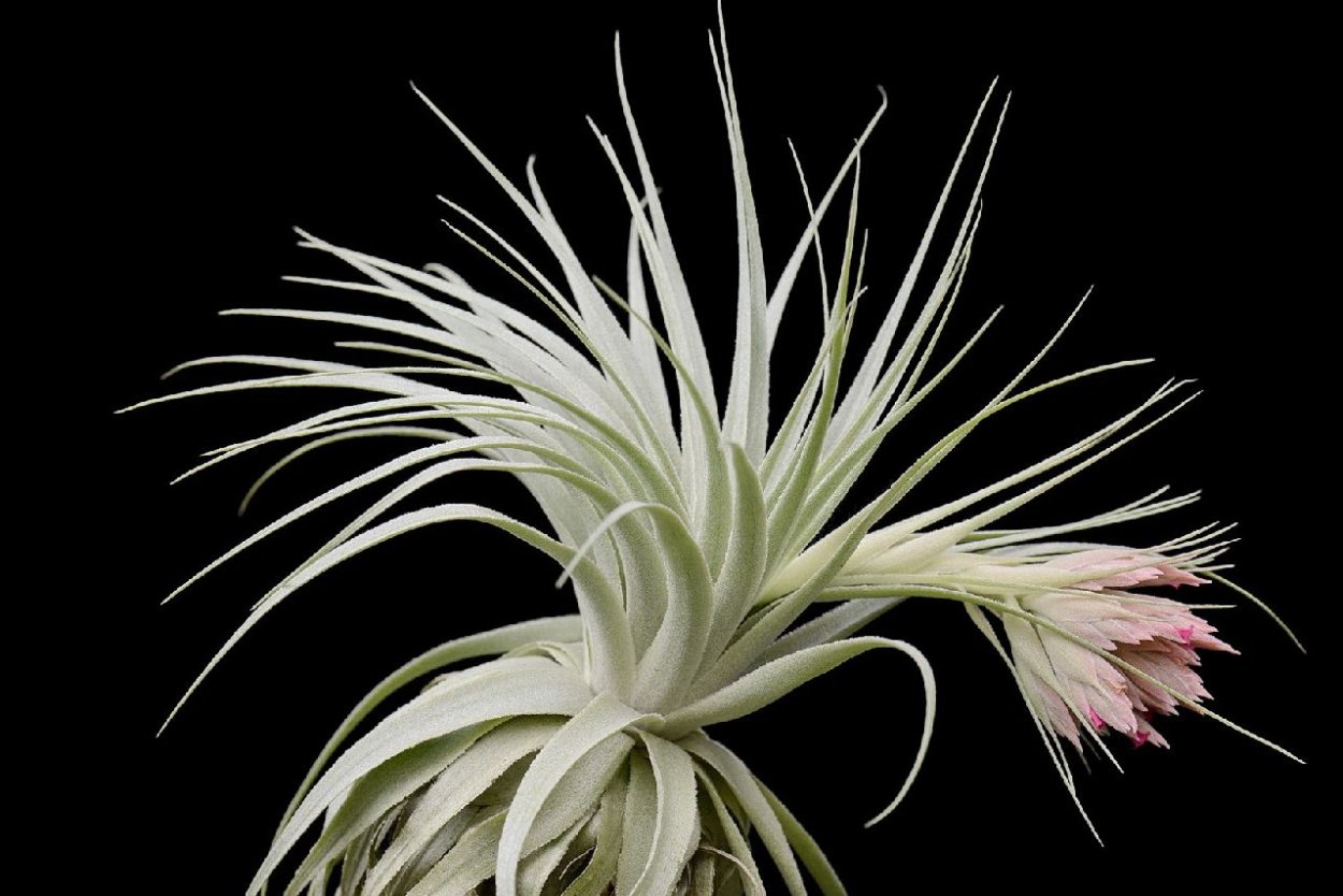 Тилландсия Сильвер