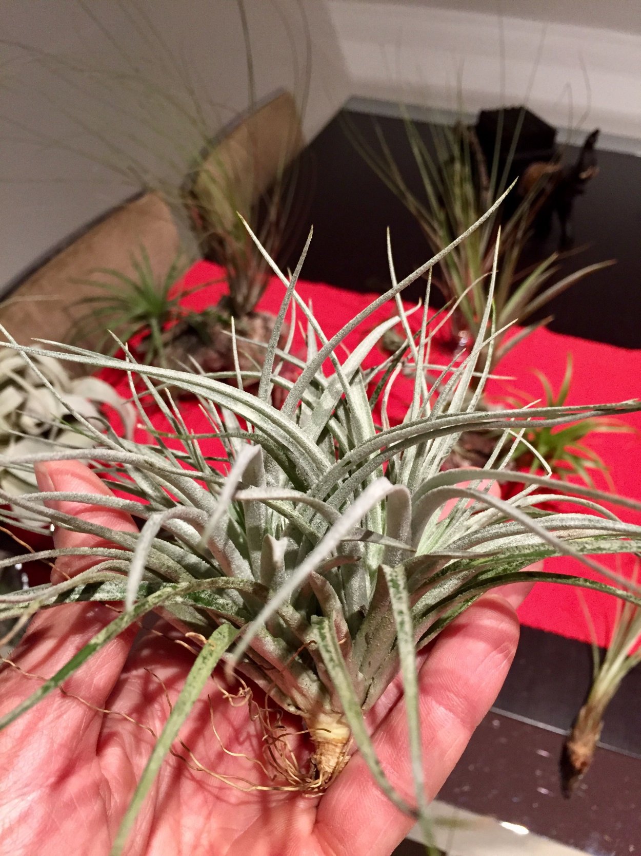 Тилландсия Анита цветок