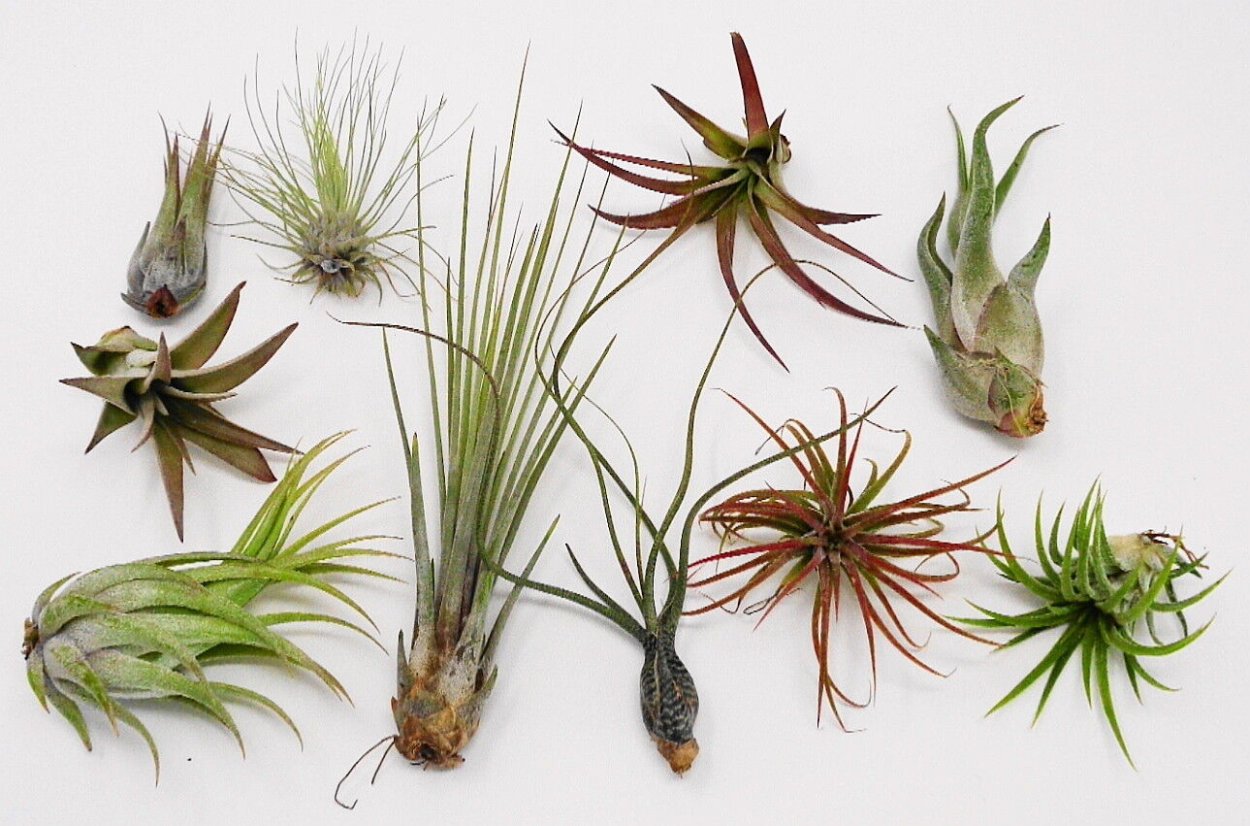 Etsy Air Plant Purple Air Plant Tillandsia
