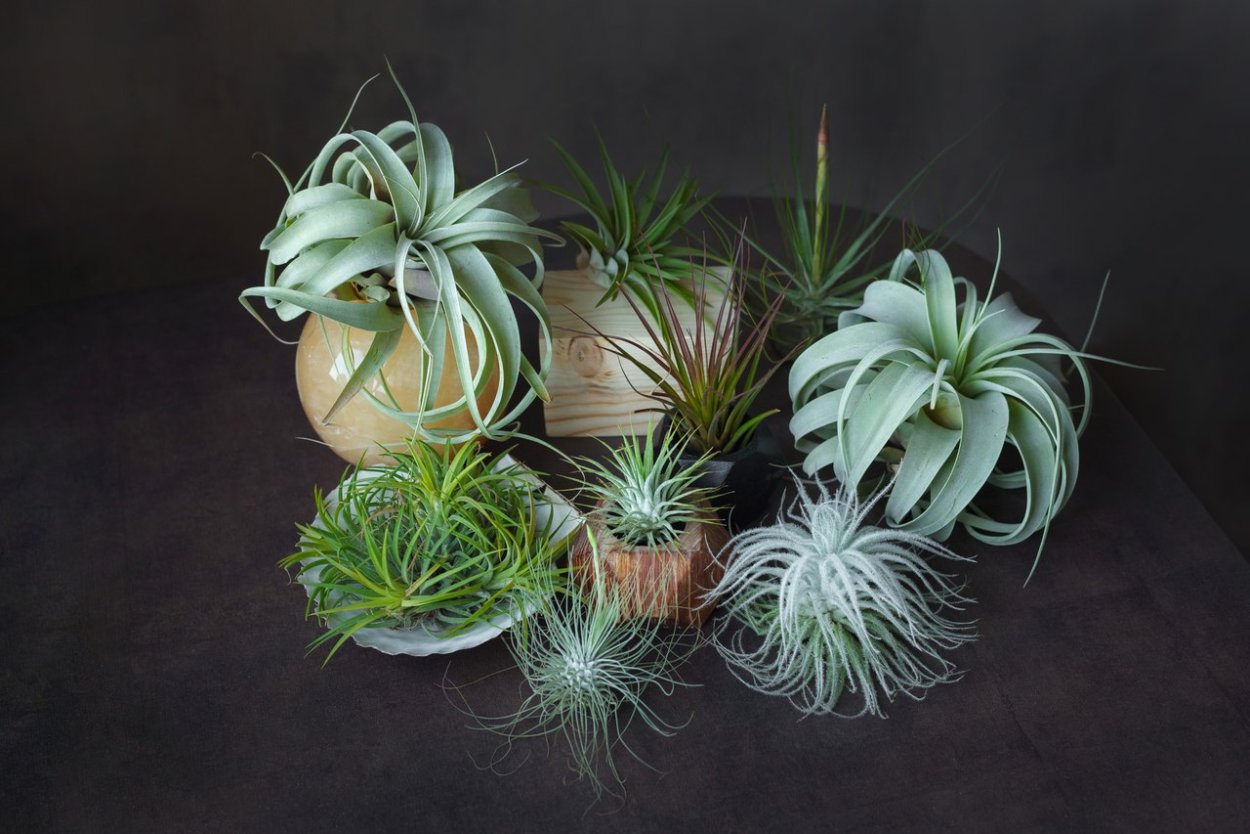 Тилландсия Ионанта ред