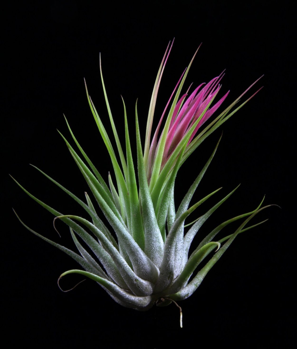 Тилландсия Сильвер