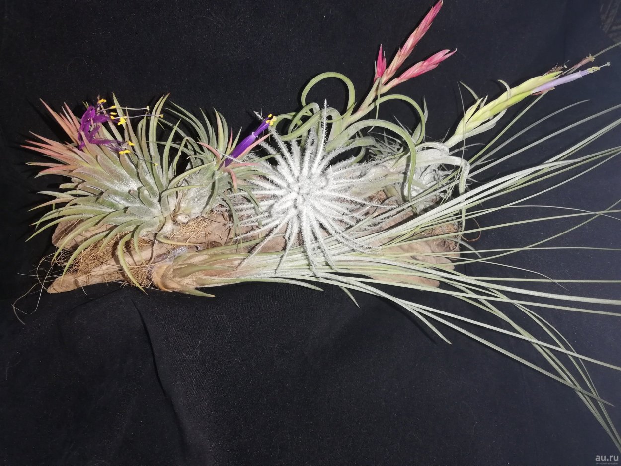 Орхидея Тилландсия