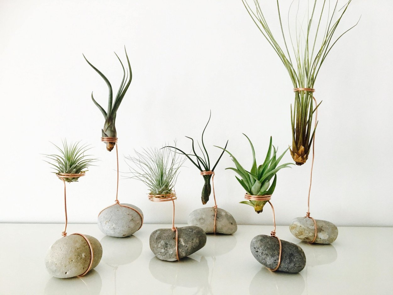 Тилландсия Гарденера