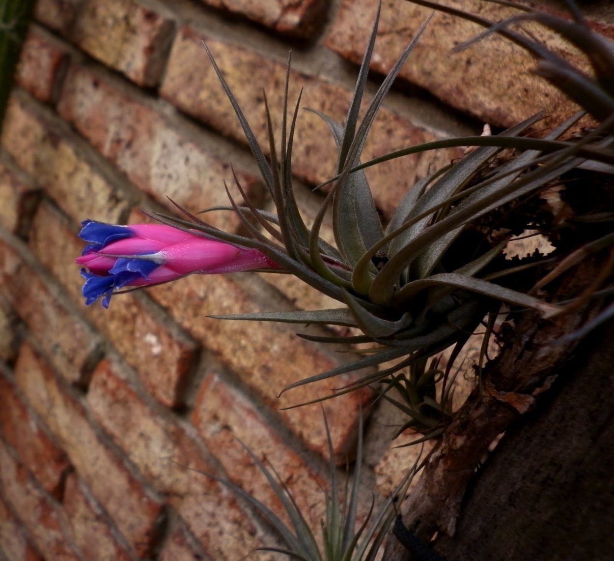 Tillandsia pohliana