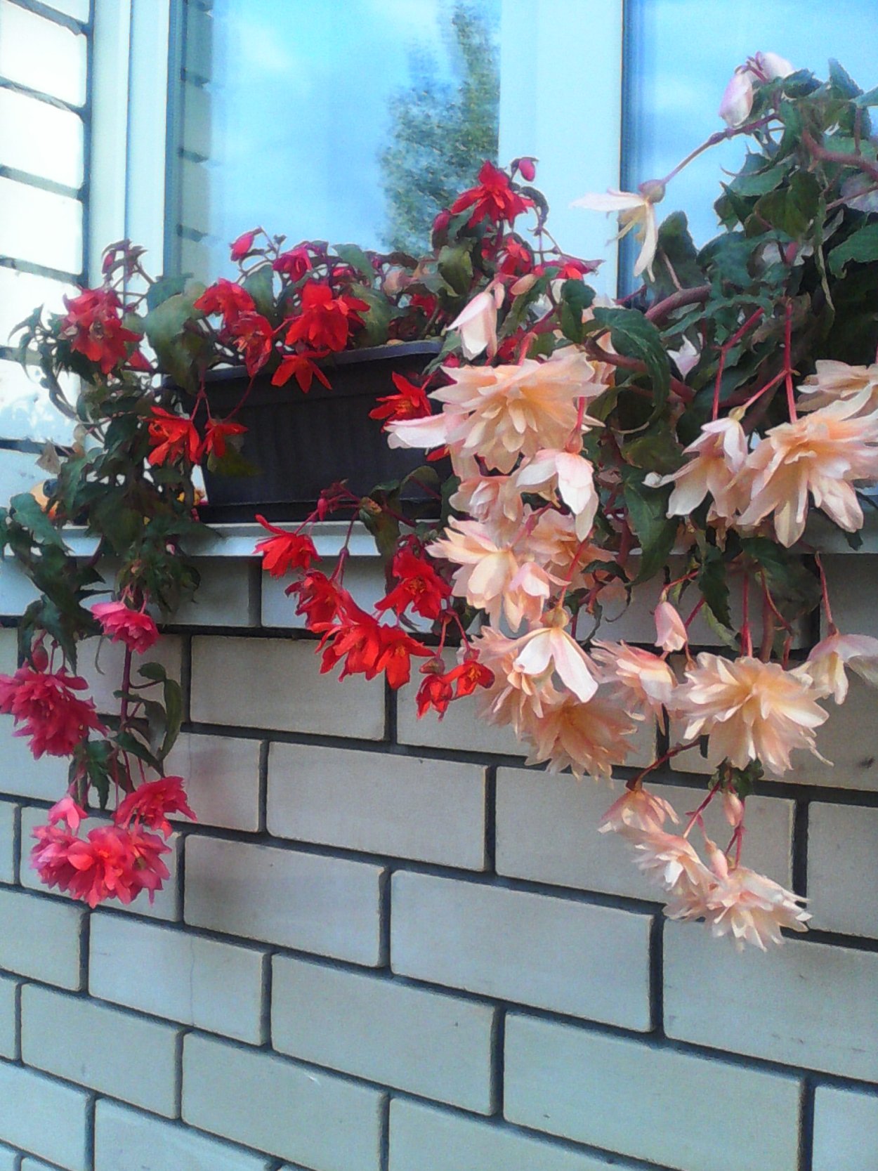 Бегония Belleconia Citrus