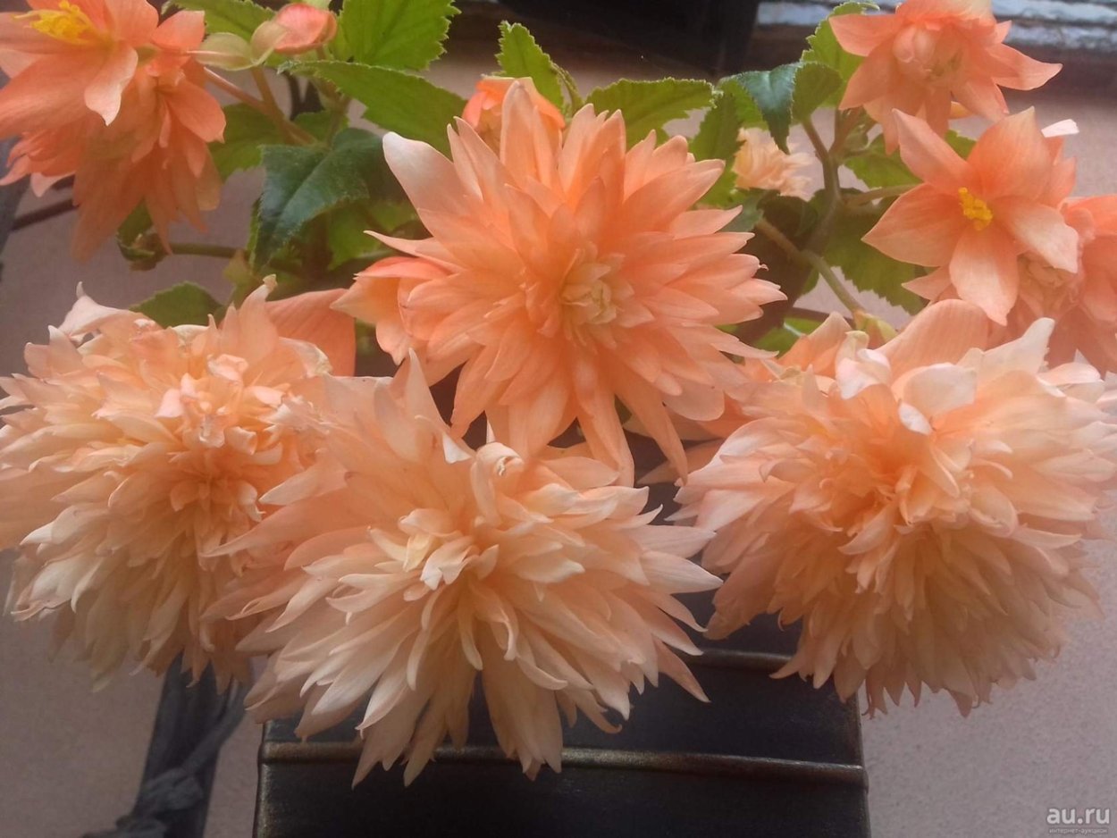 Бегония беллекония Салмон