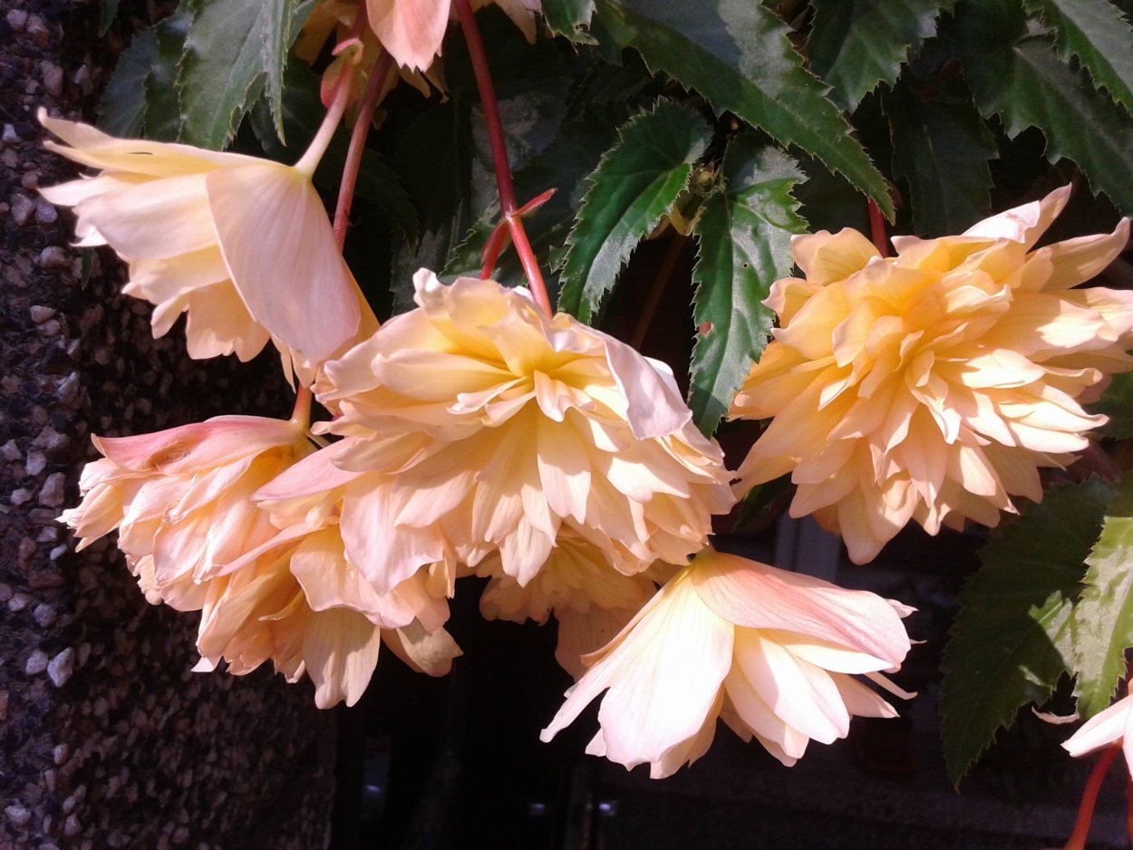 Бегония беллекония Red