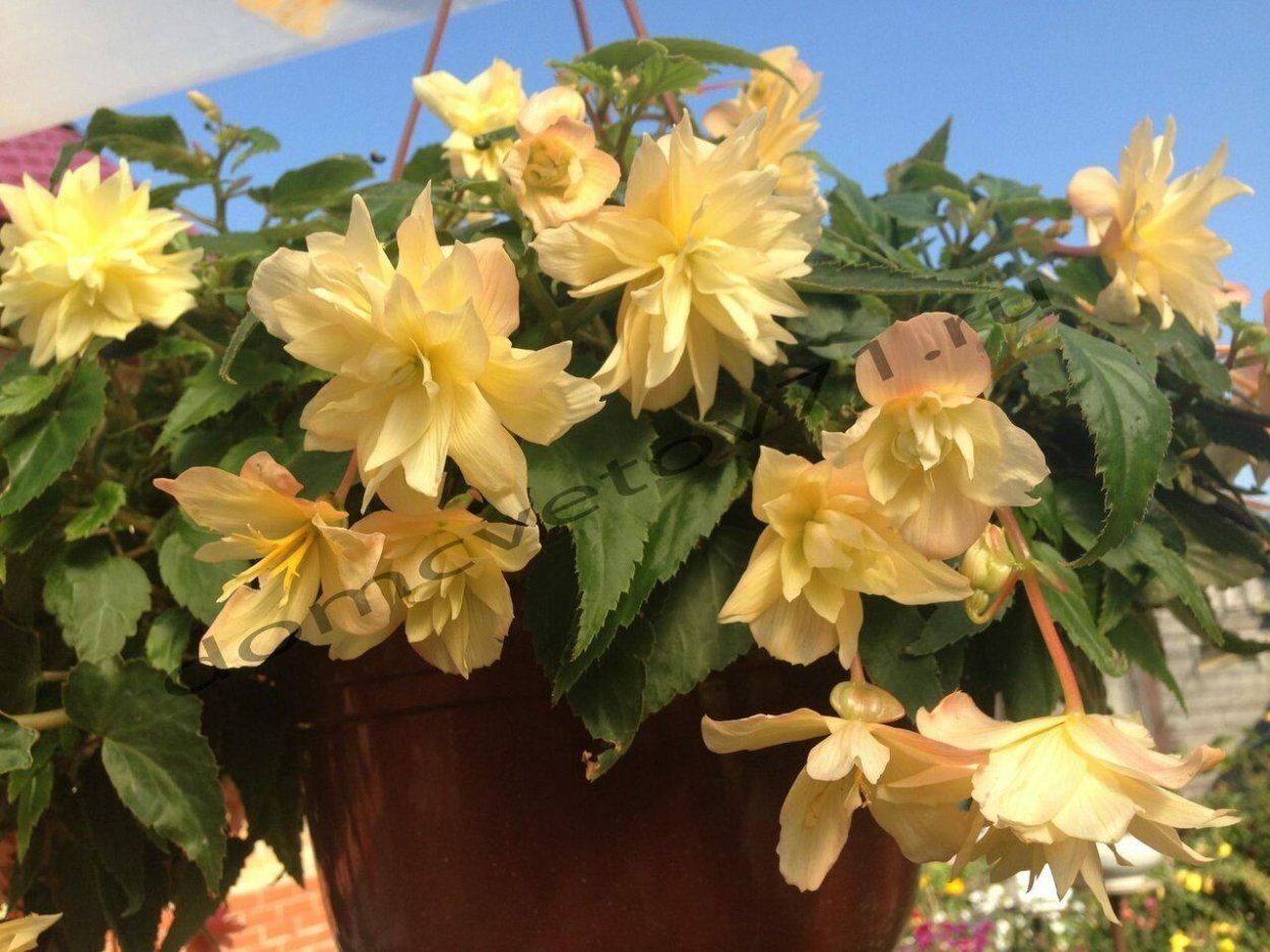 Бегония Belleconia Cream