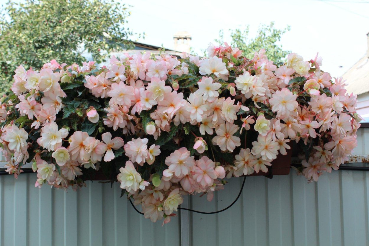 Бегония ампельная