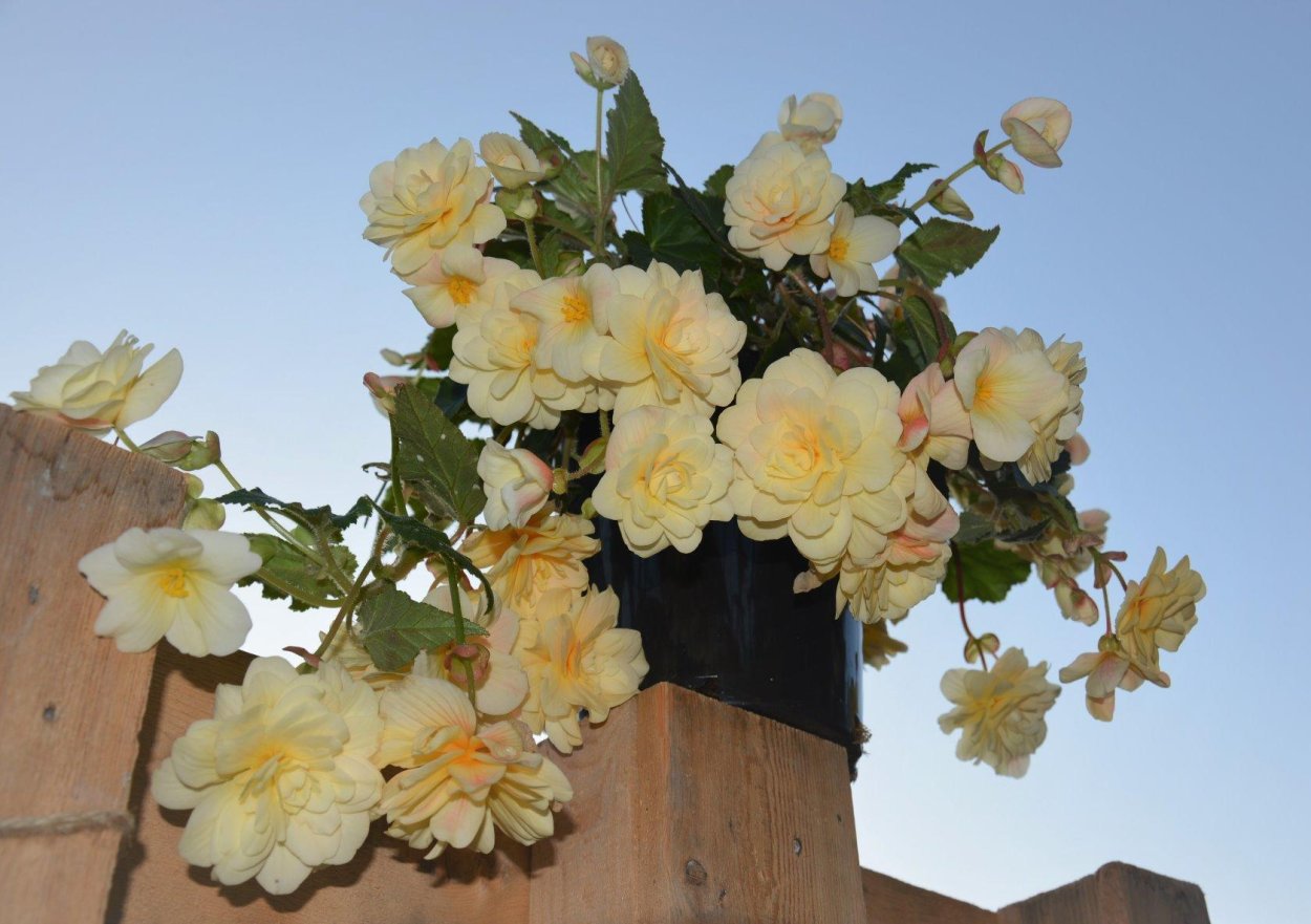 Бегония ампельная вегетативная