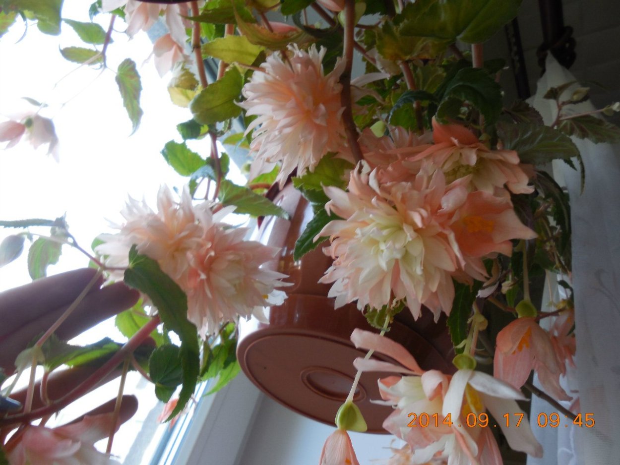 Бегония ампельная Скарлетт