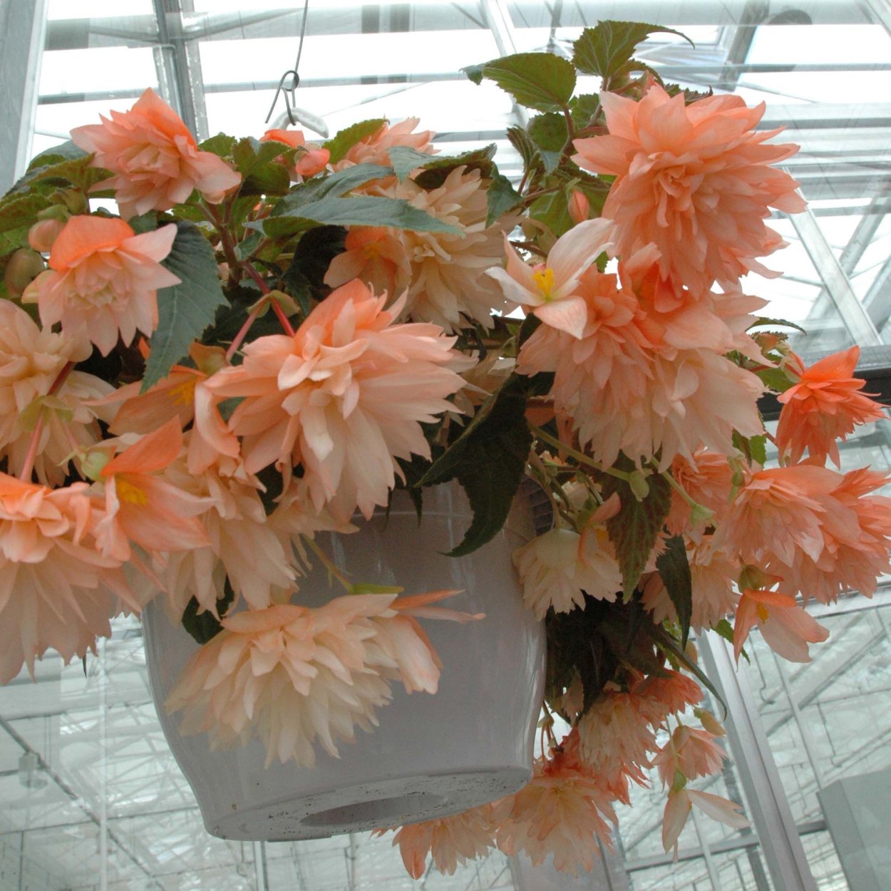 Бегония беллекония Салмон