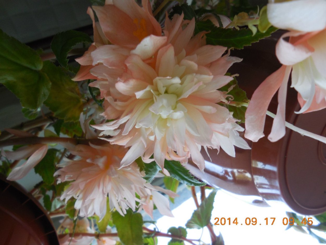 Бегония беллекония Сноу