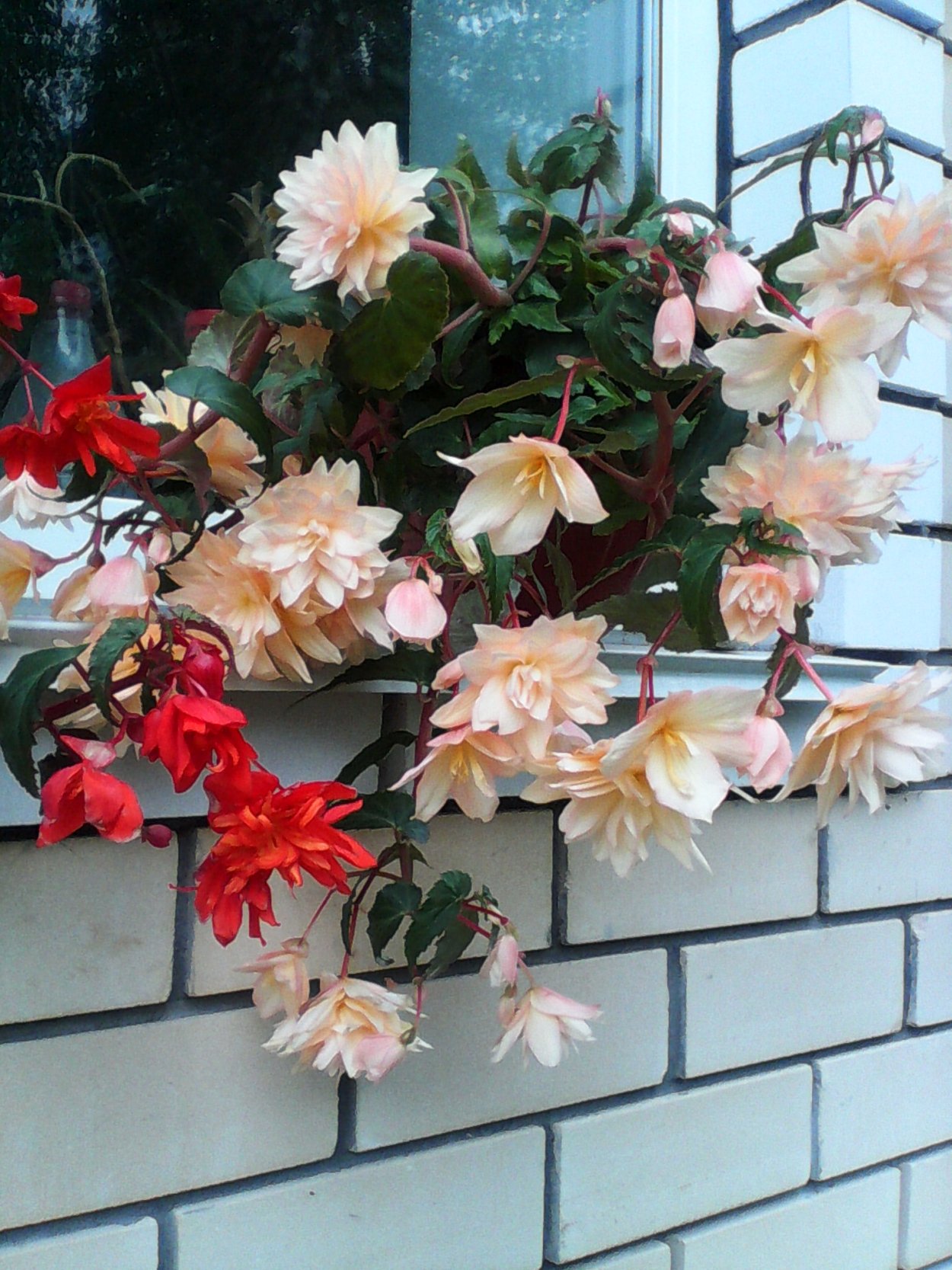 Бегония ампельная Belleconia