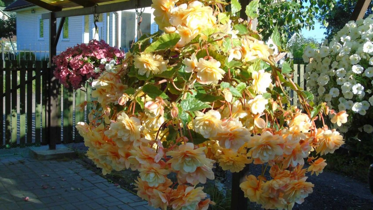 Бегония Пендула розовая