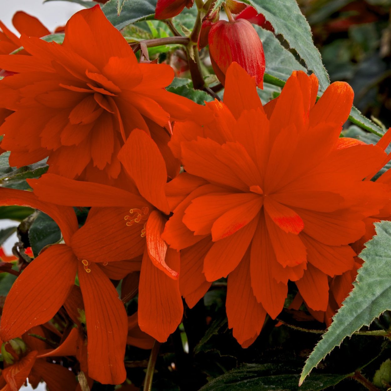 Бегония Begonia fragrant Falls Peach