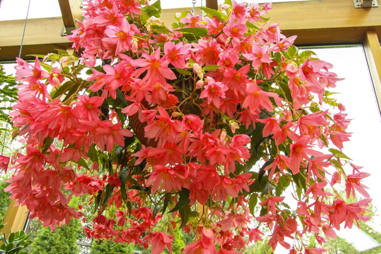 Бегония Begonia fragrant Falls Peach