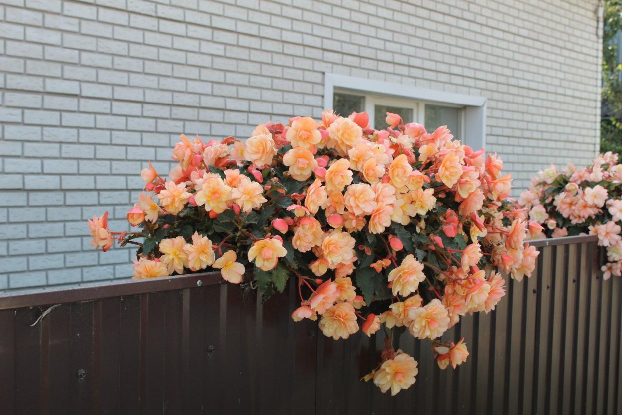 Бегония беллекония Сноу