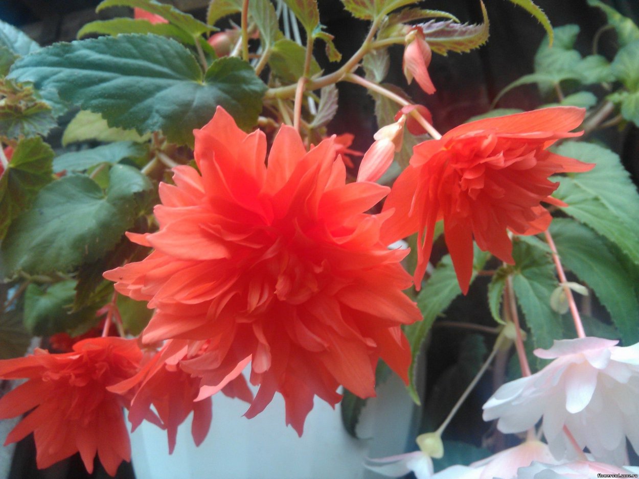 Бегония ампельная Белла f1