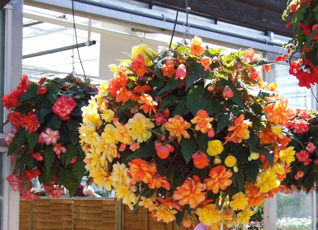 Бегония Голден Бэлкони