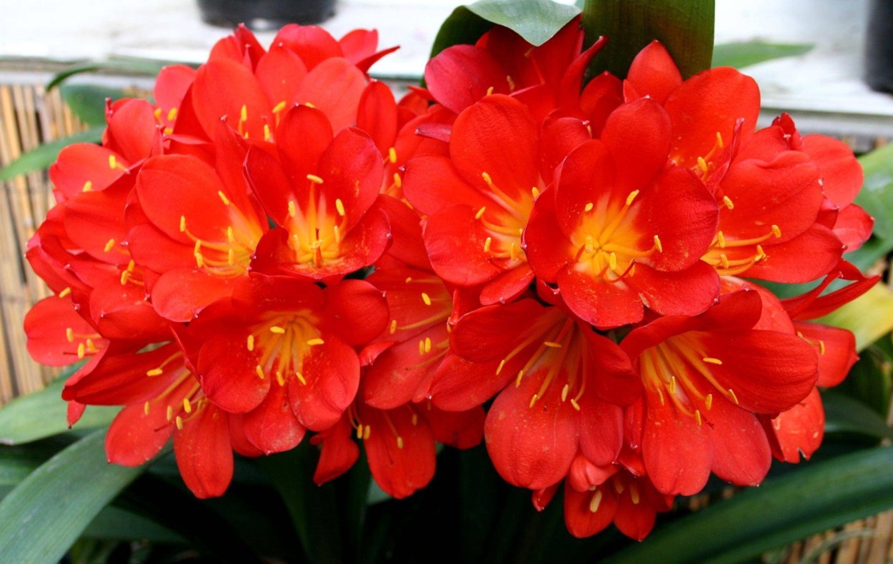 Кливия матово красная